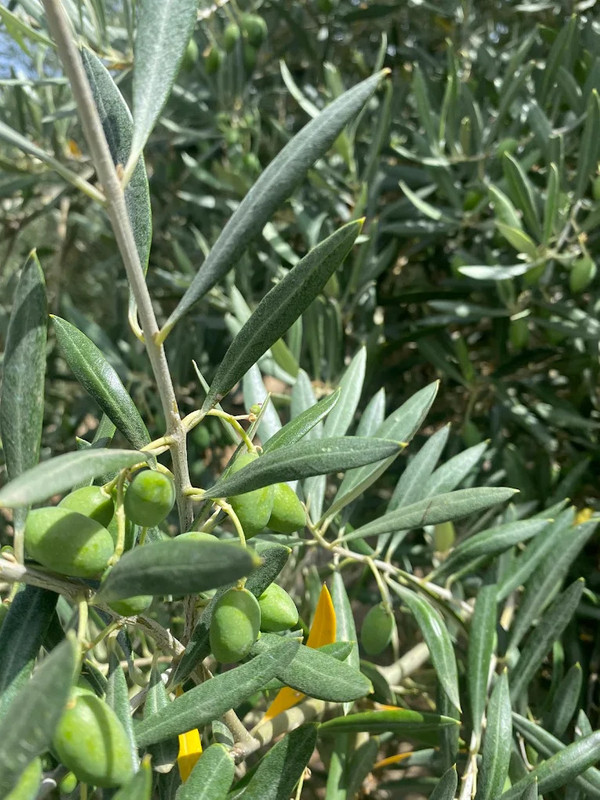 Olivasur Natural 6
