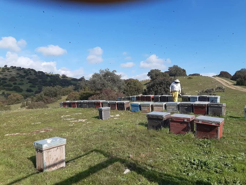 Miel Montes de Vilches 1