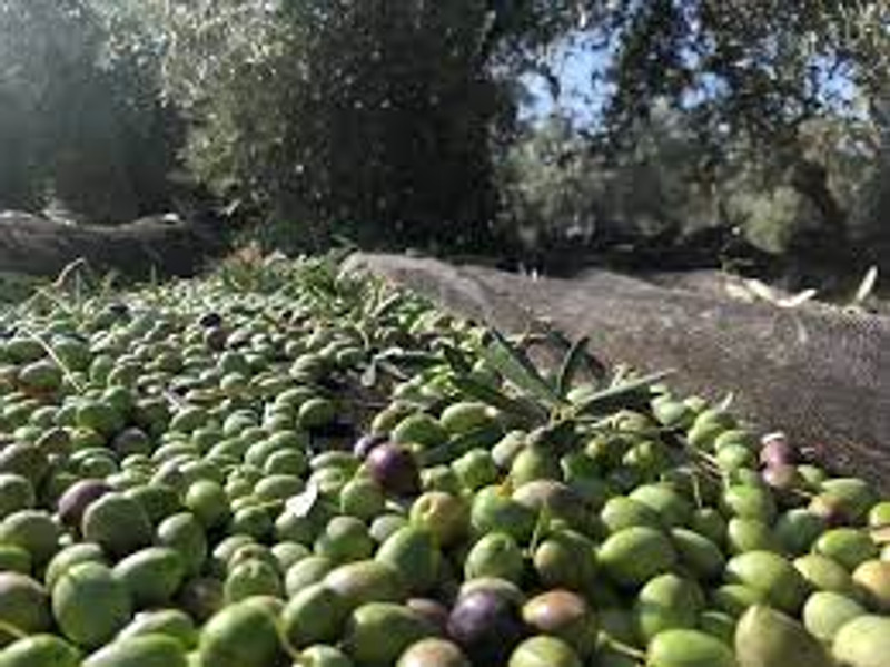 Elixir de Los Dioses 0