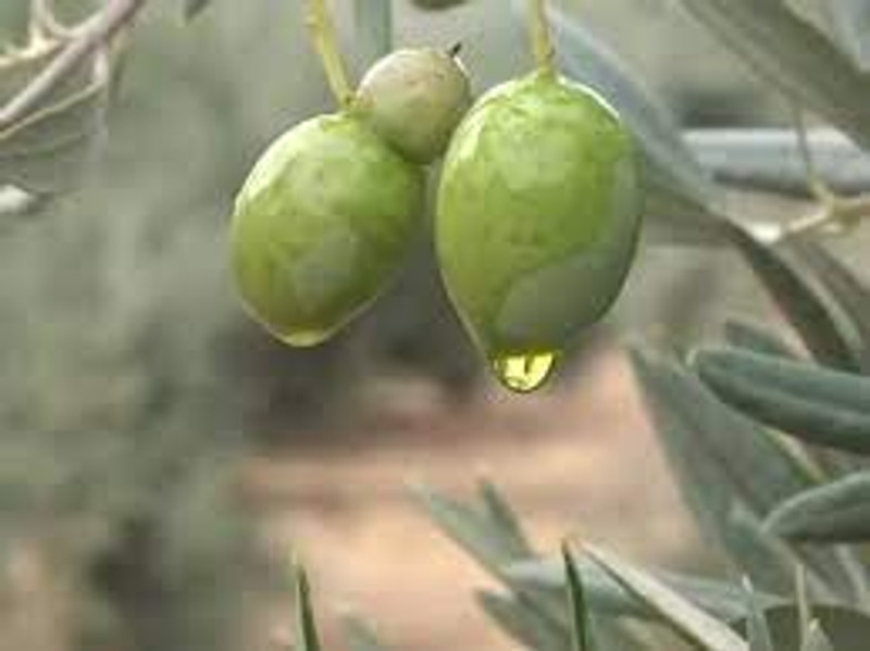 Elixir de Los Dioses 3